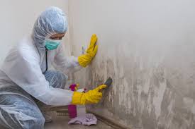 Reliable Franklin, VA Mold Prevention & Removal  Solutions